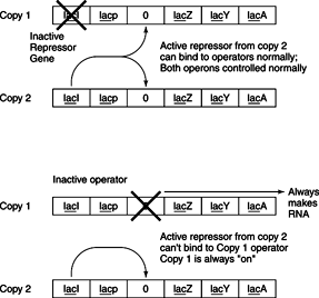 Ath Operon