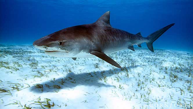 Bethany Hamilton Shark Caught
