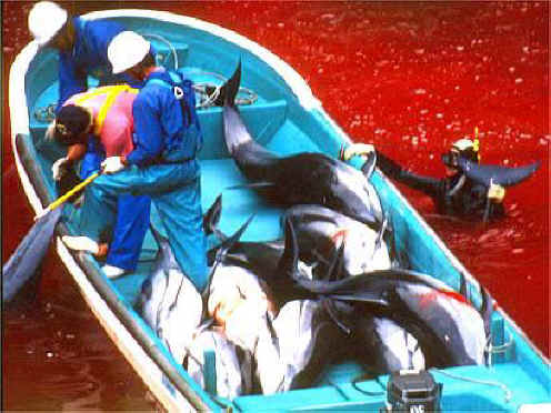 Can Dolphins Kill Sharks