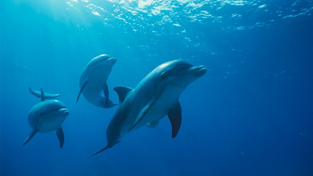 Can Dolphins Kill Sharks