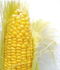 Corny Jokes For Kids