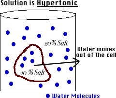 Hypertonic Solution Definition