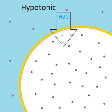 Hypertonic Solution Definition Chemistry