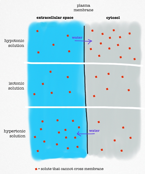 Hypertonic Solution Definition Chemistry