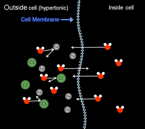 Hypertonic Solution Definition Chemistry
