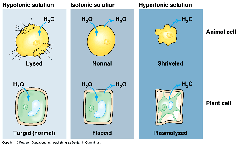 Hypertonic Solution Definition For Kids