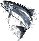 Jumping Salmon Clip Art