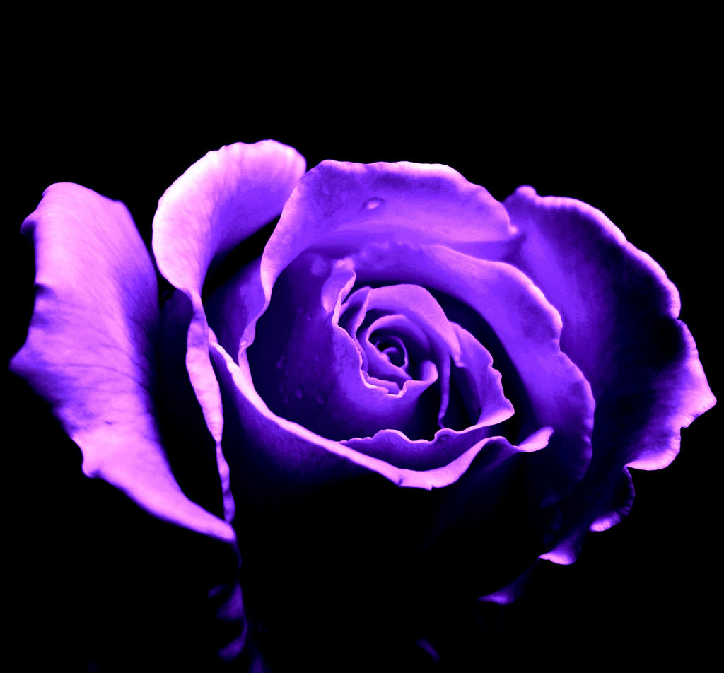 Purple Rose