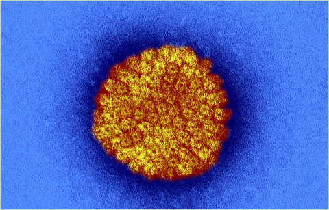 Herpes Simplex 1 Genital Transmission