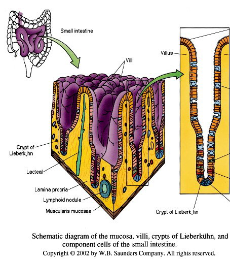 Jejunum Plicae Circulares