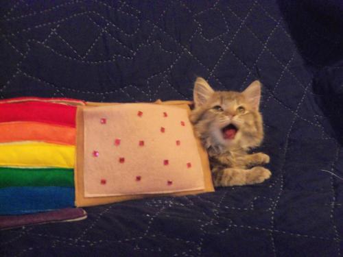 Nyan Cat Unicorn