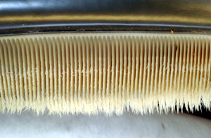 What Are Blue Whales Teeth Made Of