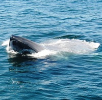 What Are Blue Whales Teeth Made Of