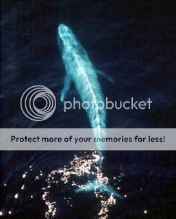 What Are Blue Whales Teeth Made Of