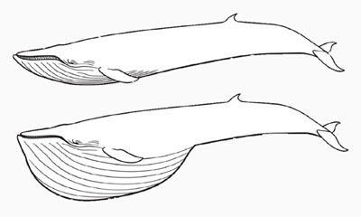 What Are Blue Whales Teeth Made Of