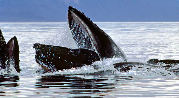 What Are Blue Whales Teeth Made Of
