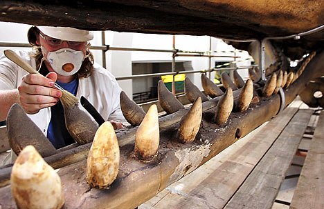 What Are Blue Whales Teeth Made Of