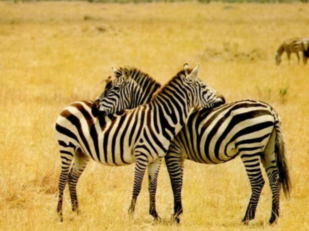 Zebra Wallpaper Hd
