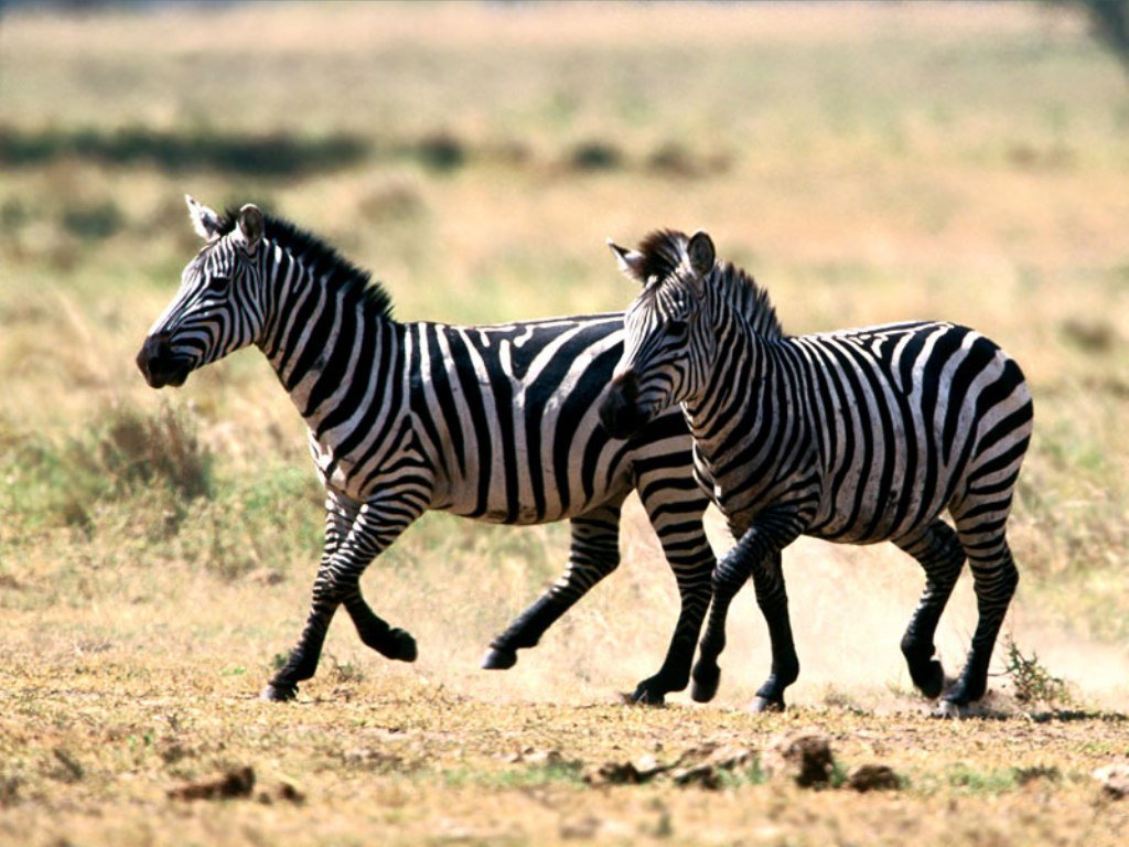 Zebra Wallpaper Hd