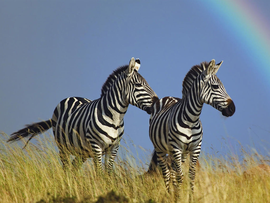 Zebra Wallpaper Hd