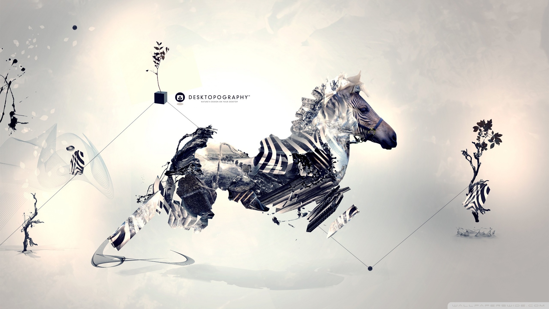 Zebra Wallpaper Hd