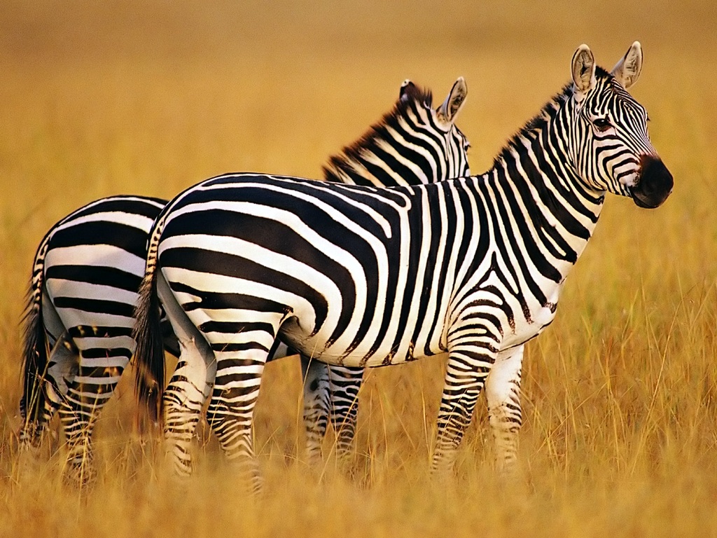 Zebra Wallpaper Hd